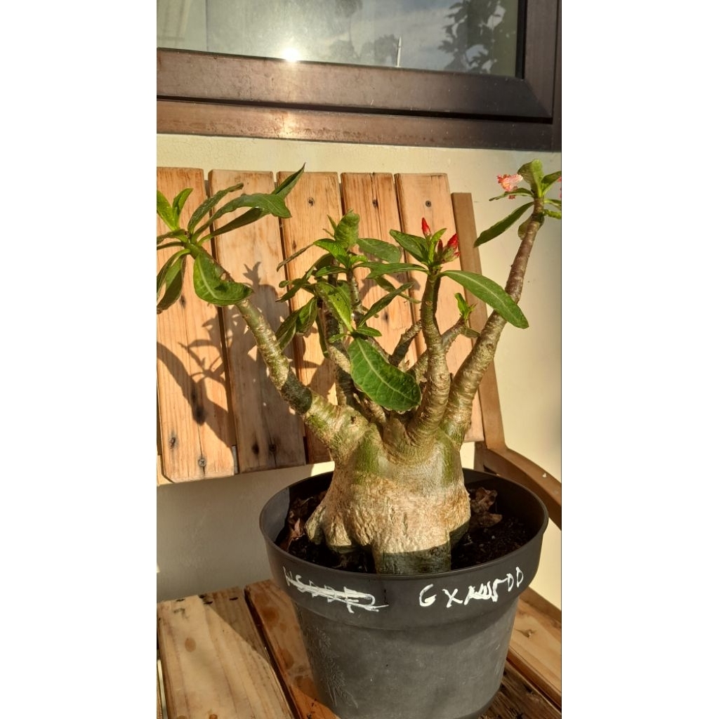 Adenium Arabicum  Godji x NSDD