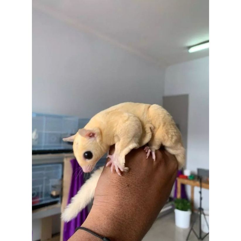 SUGARGLIDER CREAMINO MINI JINAK TERMURAH
