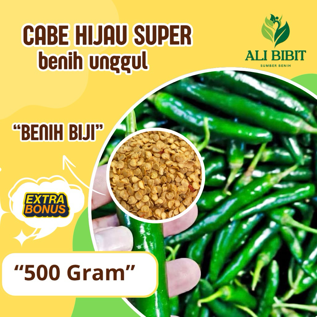 500 Gram > Biji Cabe Besar Hijau >Bibit Benih Cabe