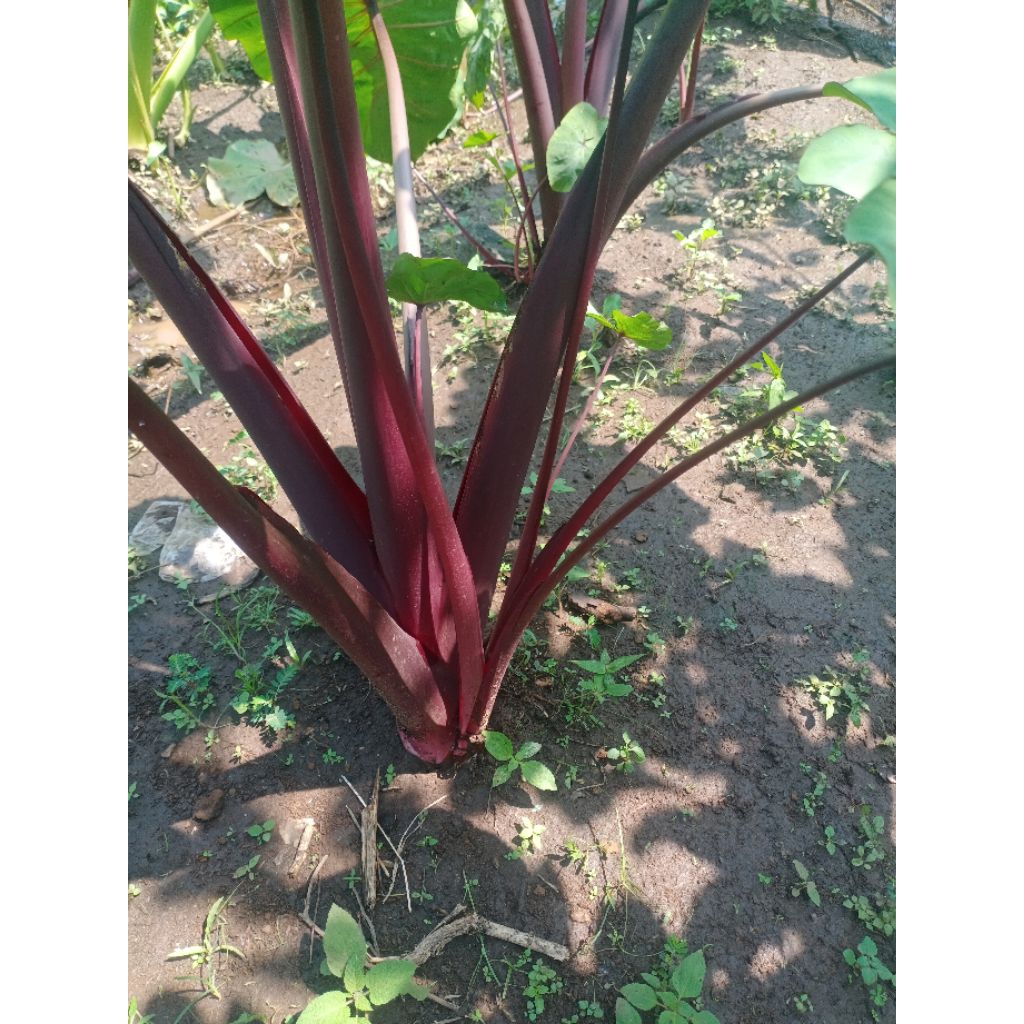 Bibit talas Bogor merah Dan putih