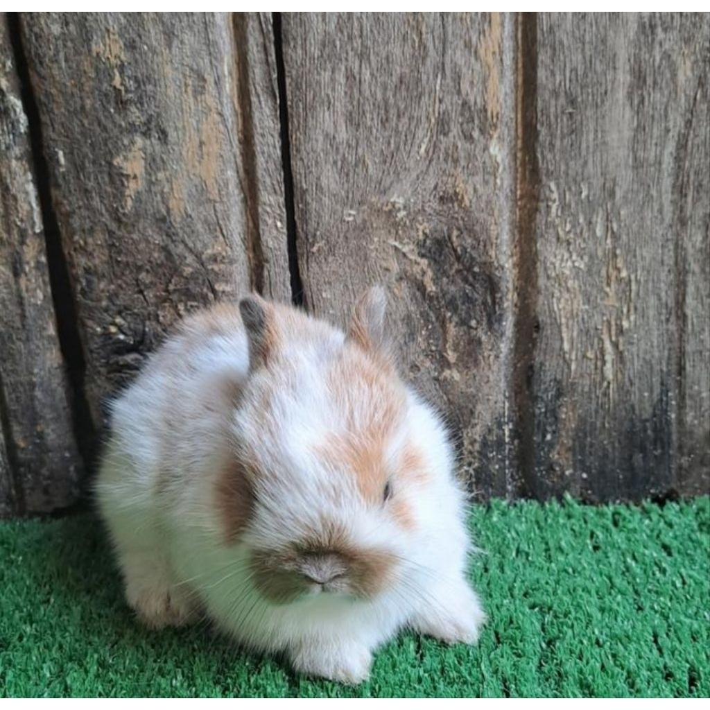 Kelinci Netherland Dwarf broken orens