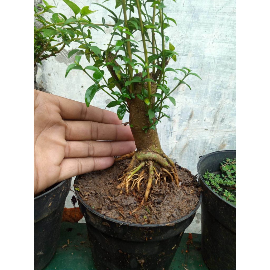 Bonggol anting putri karakter unik bahan bonsai