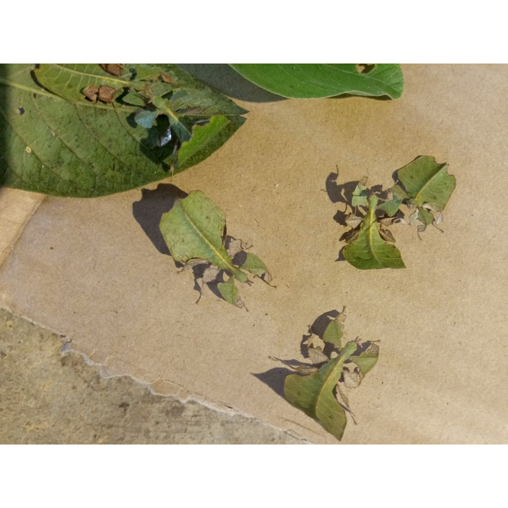 belalang daun jambu biji viliyum bioculatum masih anakan kecil 1 ekor  Pj 2-3 cm