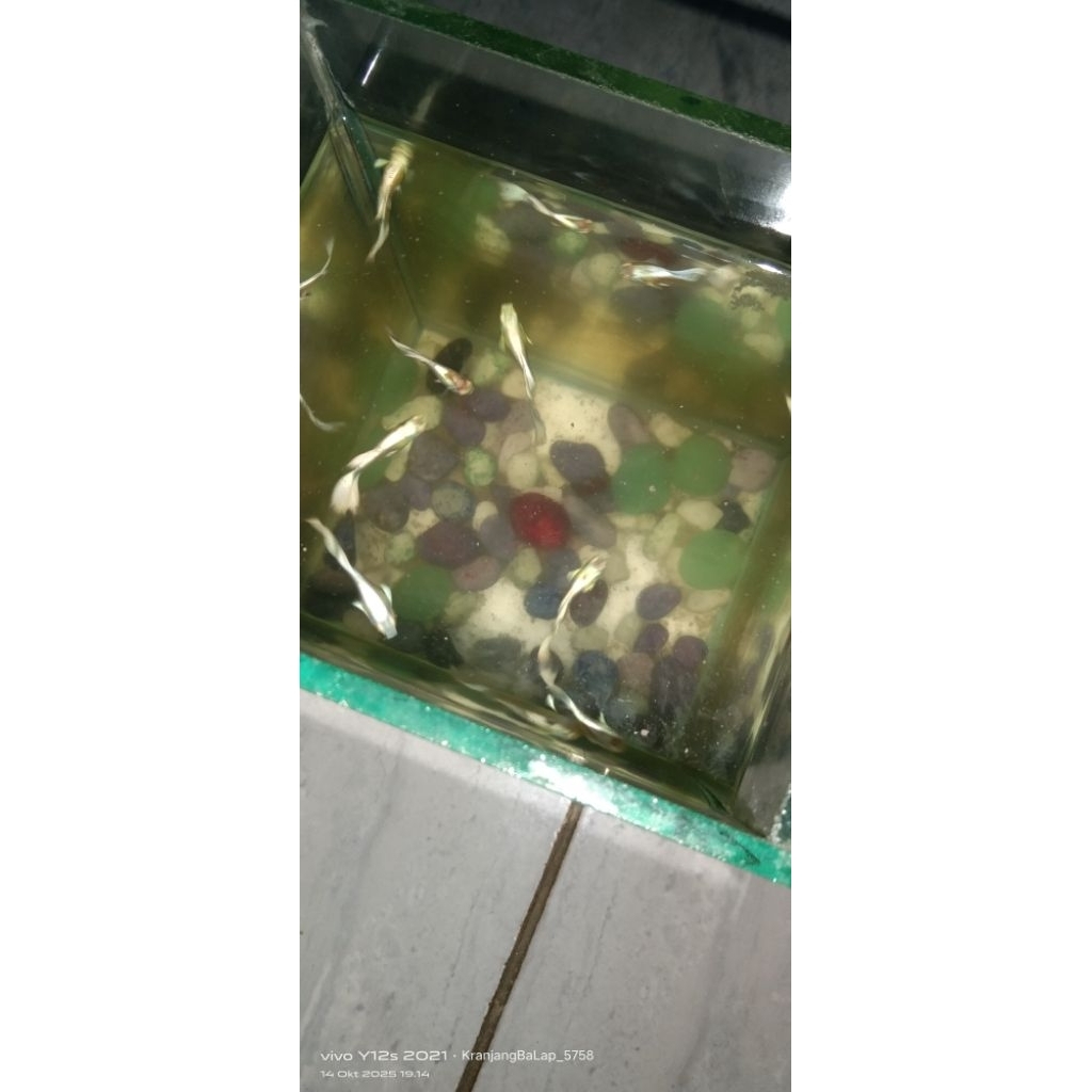 Guppy platinum Hb white cwe cwo + cendol / BORONG