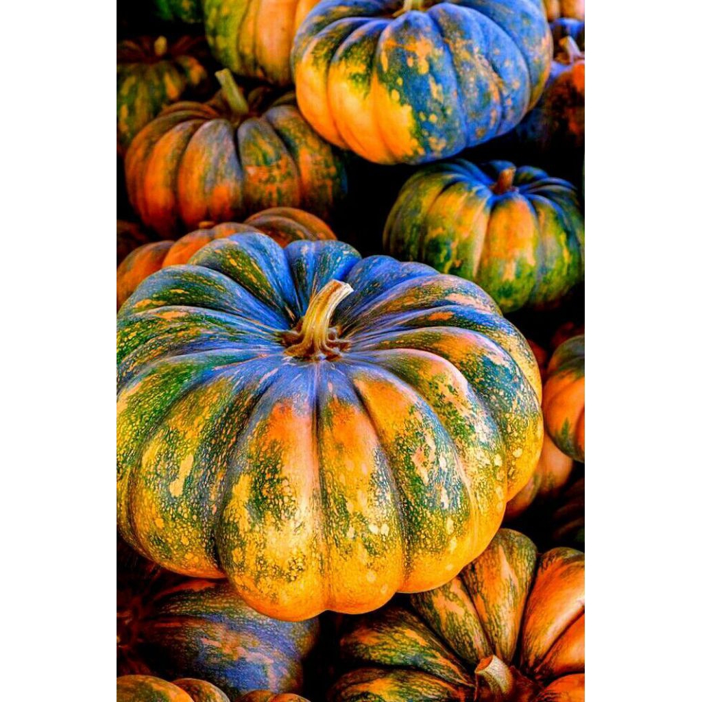 500 Biji benih labu kuning jumbo ready ,stok melimpah