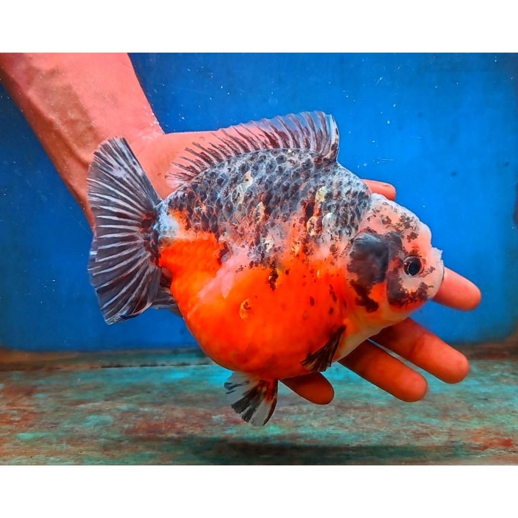 Ikan Mas Koki Oranda Bagong