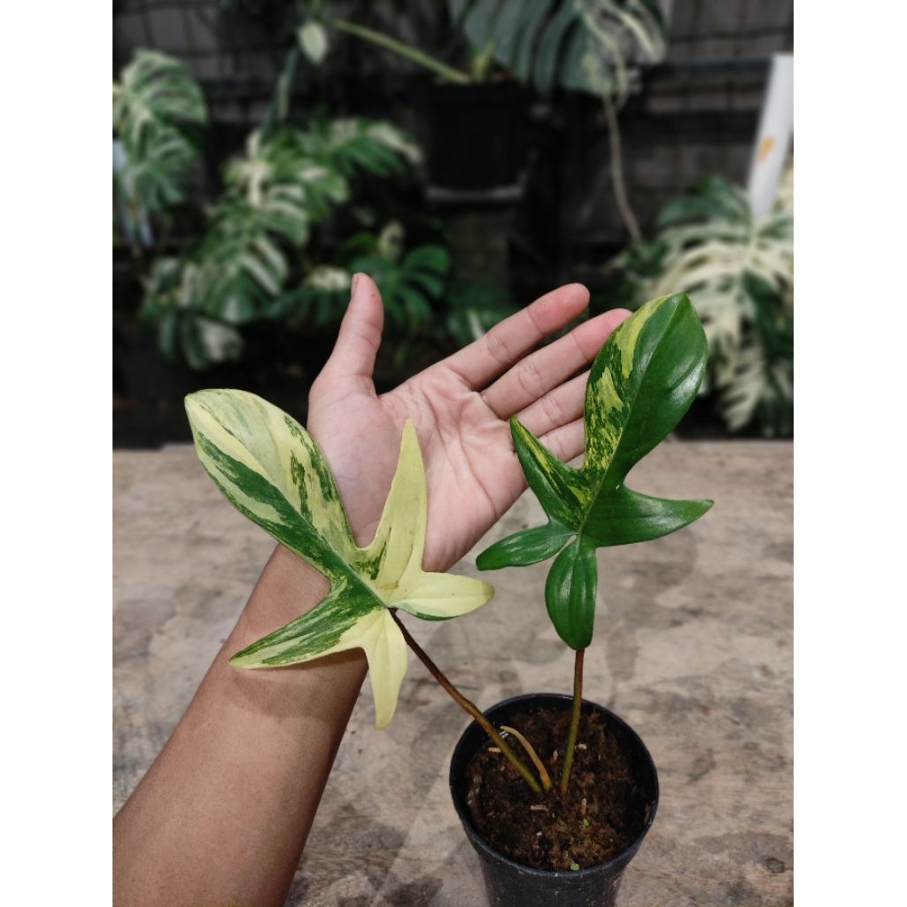 Tanaman Hias Philodendron Florida Beauty Variegated