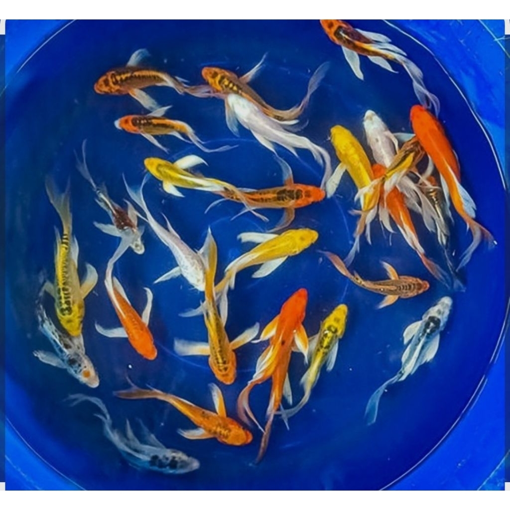 Koleksi Koi Platinum 7Cm khusus gosend