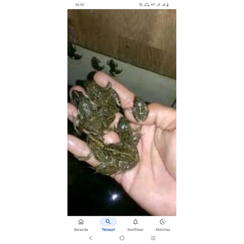 kodok pakan predator pakan hidup/umpan pancing