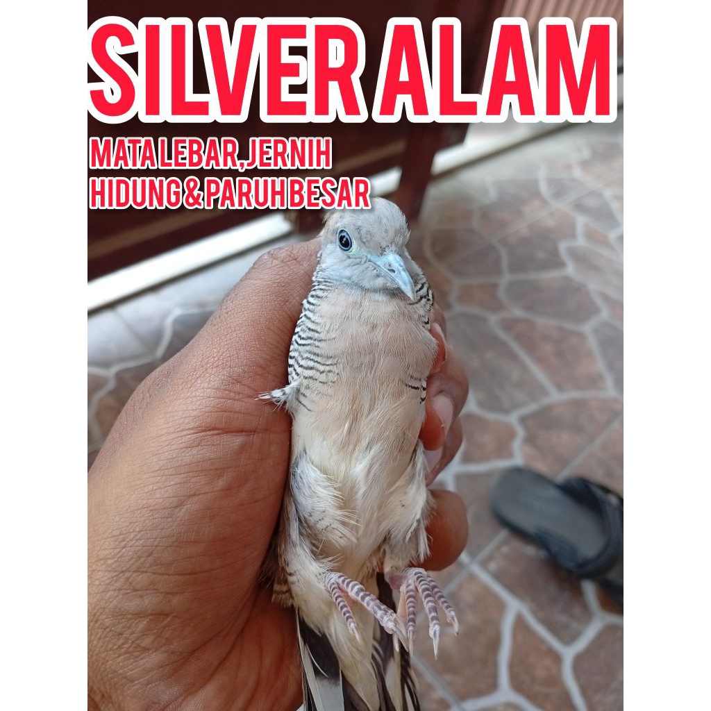 perkutut SILVER aLam,KUNGbesar mulai Gacor Dor,manggung