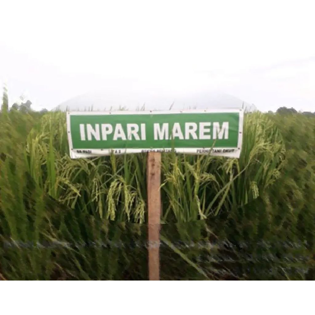 Benih padi Inpari 50 Marem