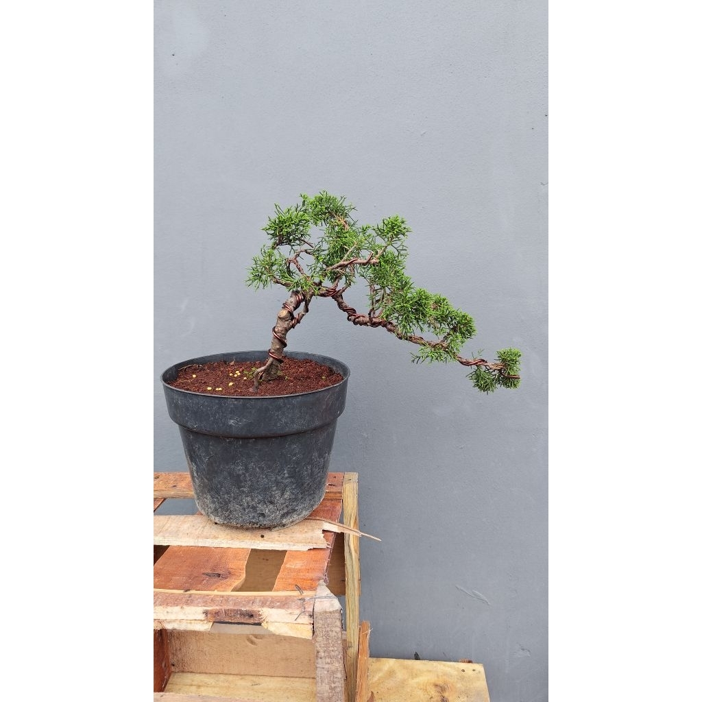 Bonsai cemara sinensis siap pajang