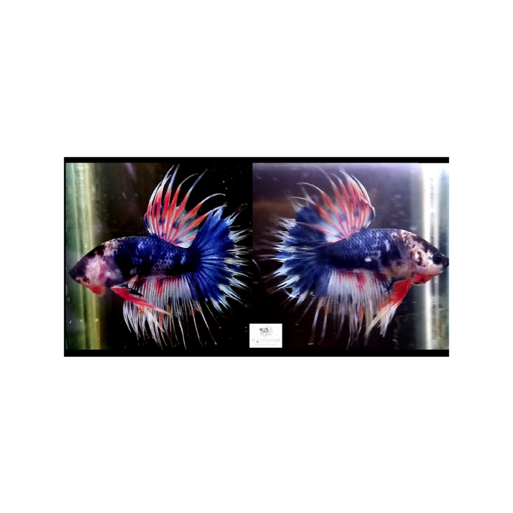 Ikan Cupang Serit Crowntail, Yellow,  Fancy, Multicolor, Ada Bonus Pakan, HMRF01
