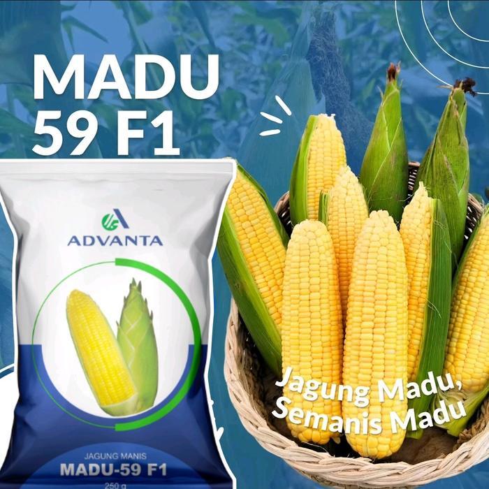 TOP SALE  Benih Jagung Manis Madu 59 F1 250 Gram ORIGINALKemasan Pabrik DIJAMIN PANEN BAGUS