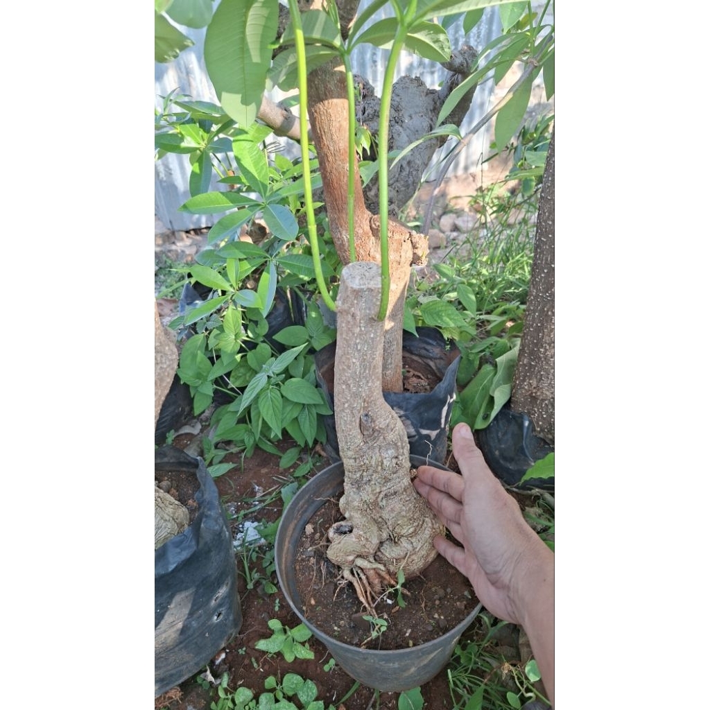 tanaman bonsai pohon pulai pule alstonia scholaris