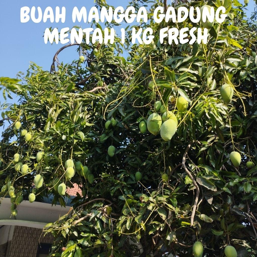 Buah Mangga Gadung Mentah Masak Pohon Kemasan 1 KG Fresh/Segar Langsung Petik Pohon By Orderan Masuk