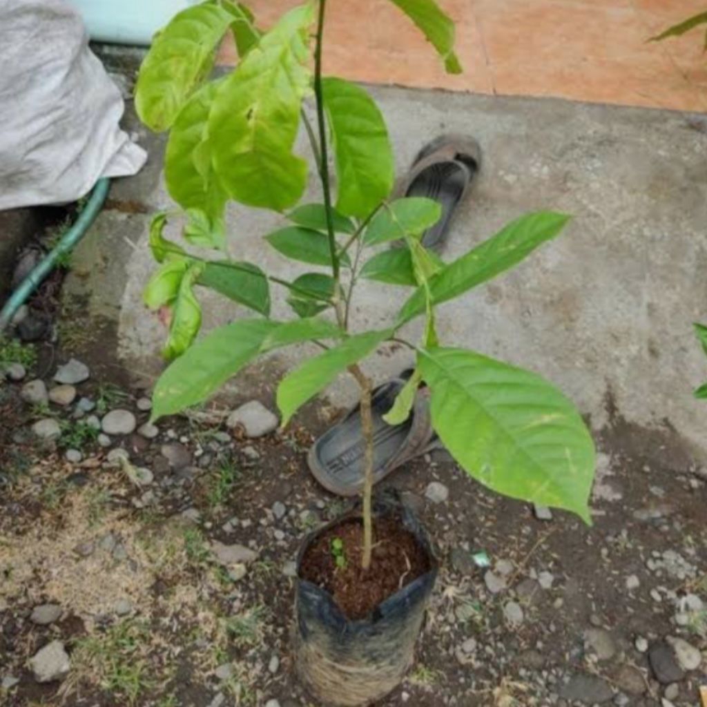 Bibit tuba bibit poho akar tuba siap tanam