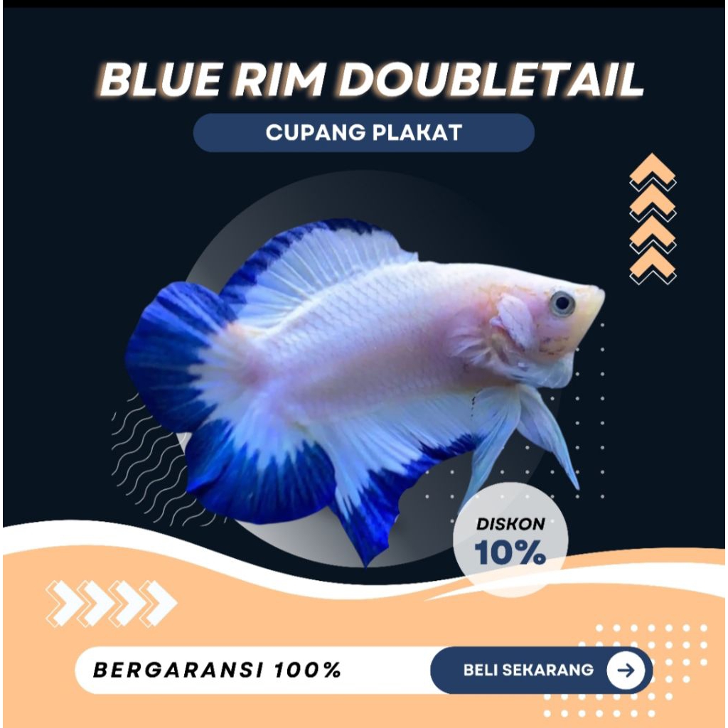 [PKDT] Doubletail Blue Rim | TOP GRADE | NEW | BESTSELLER | IKAN HIAS