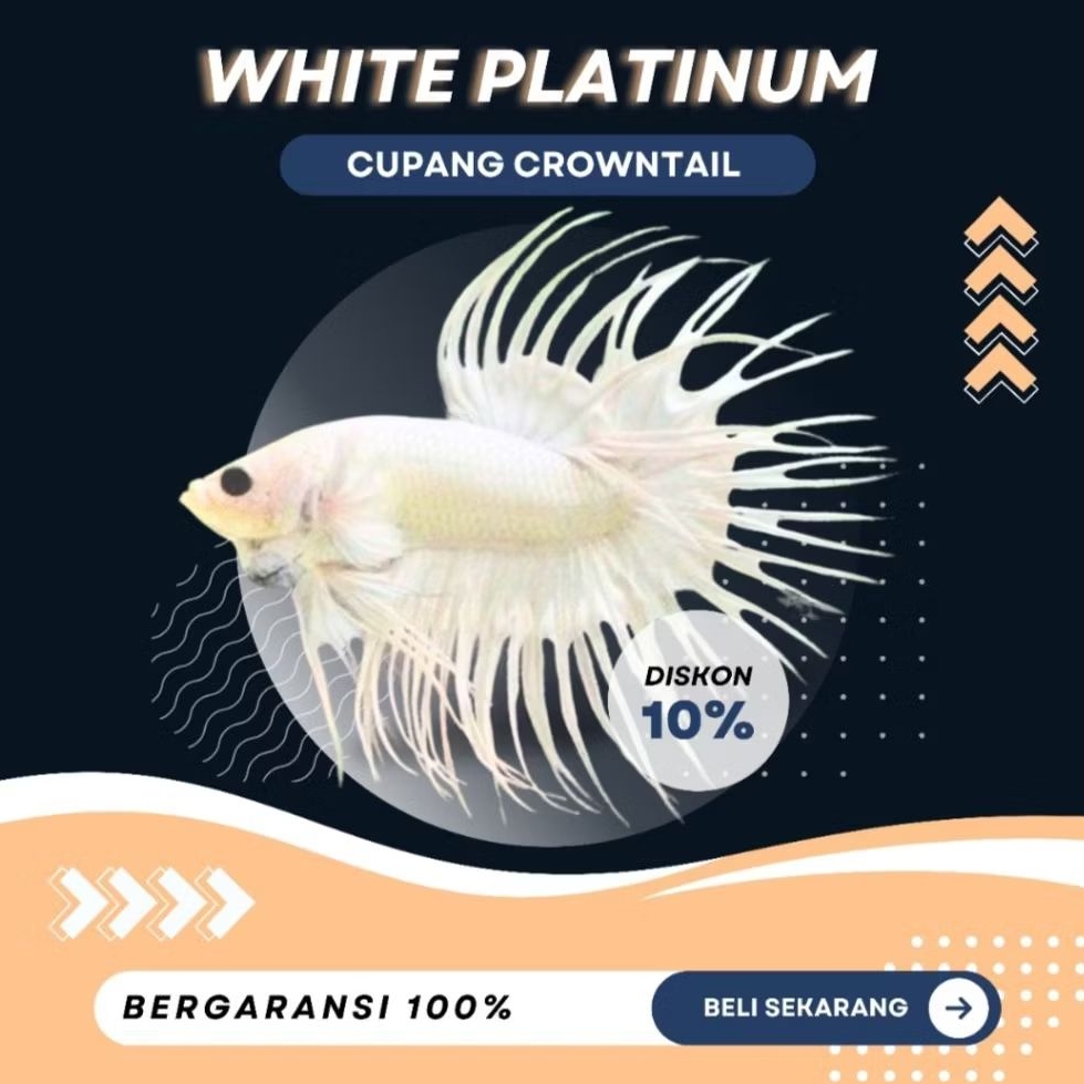 [CT] Cupang Crowntail White Platinum | TOP GRADE| BERKUALITAS| NEW | SIZE M+ | IKAN HIAS
