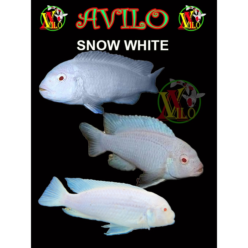 ojek afrika siklid siklit snow white putih ciclid size kecil 3 - 4 cm ikan aquascape