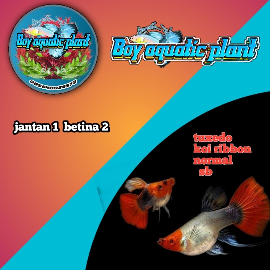 pembersih  aquarium guppy B.tuxedo koi ribbon