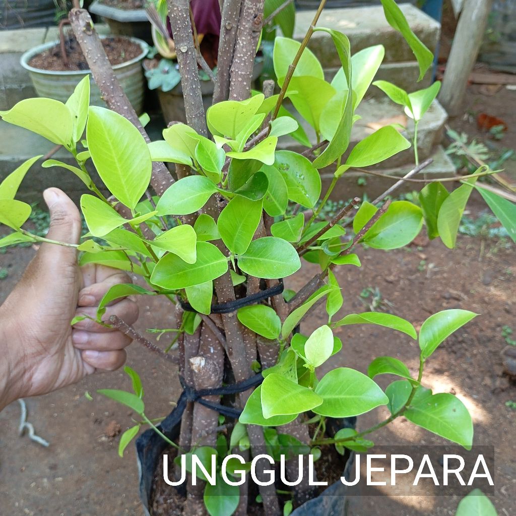 BONSAI BERINGIN IPRIK JOSS