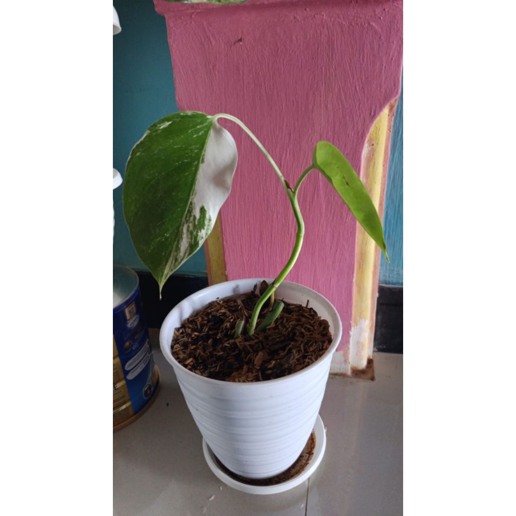 Monstera Variegata ekonomis