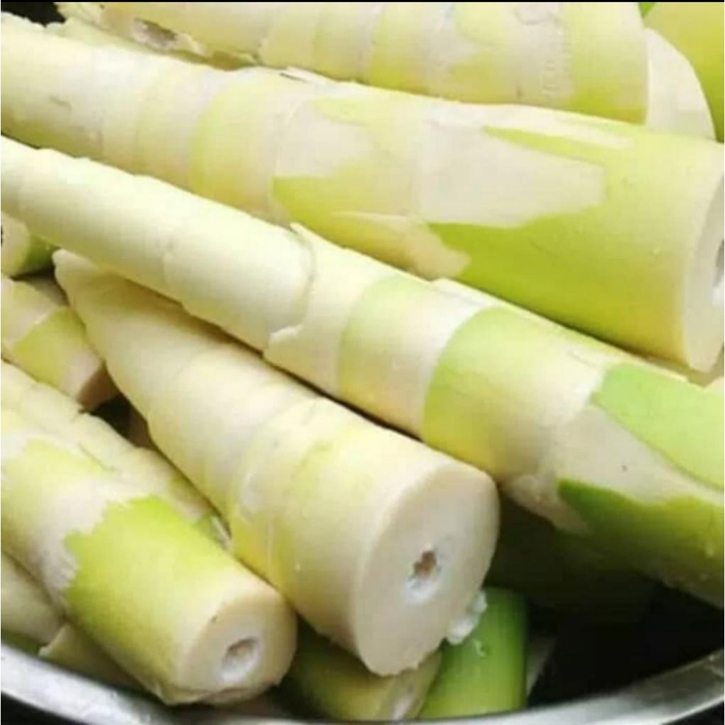 Rebung Bambu Segar  - Tanaman Bambu Rebung Fresh Bersih - Pohon Bambu Rebung