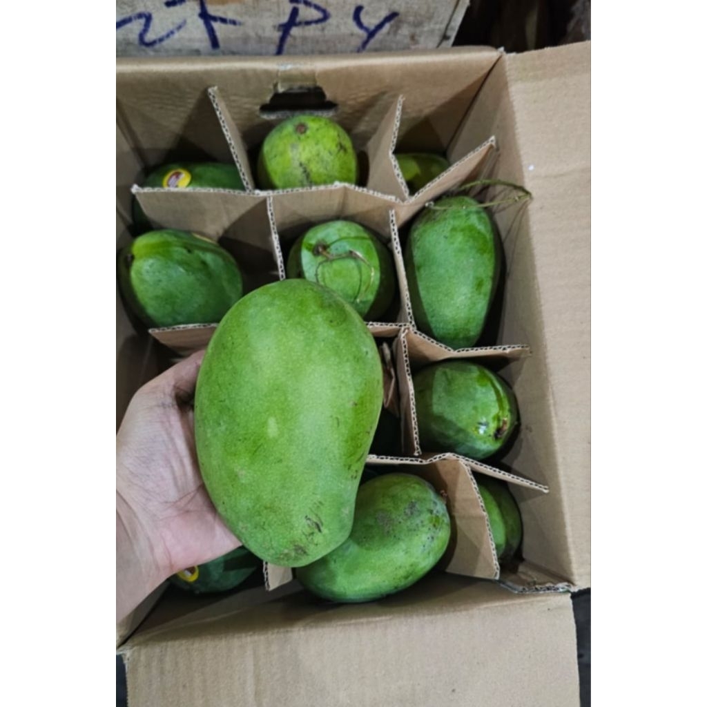 MANGGA ALPUKAT 5KG