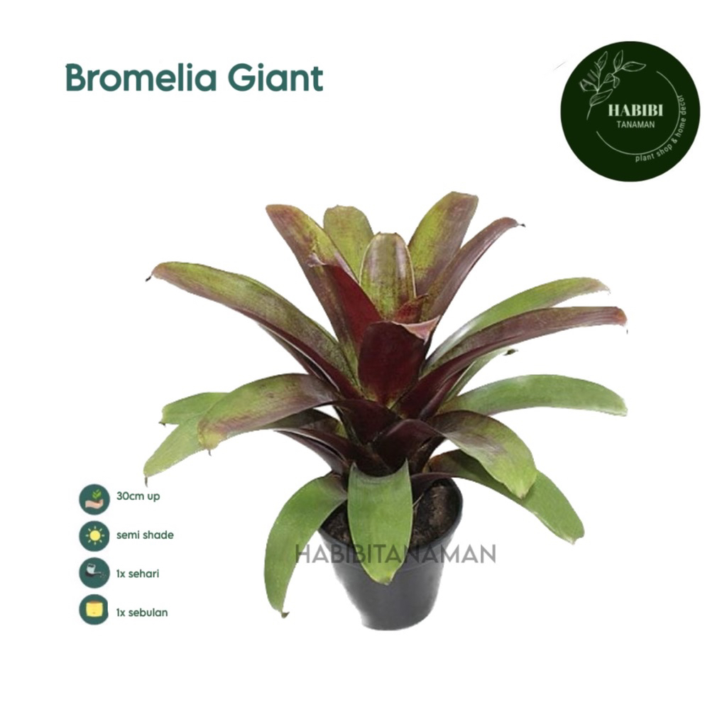 ( TERMURAH) Tanaman Hias Bromelia Giant Bromelia Besar Jumbo - Bunga Bromelia Giant