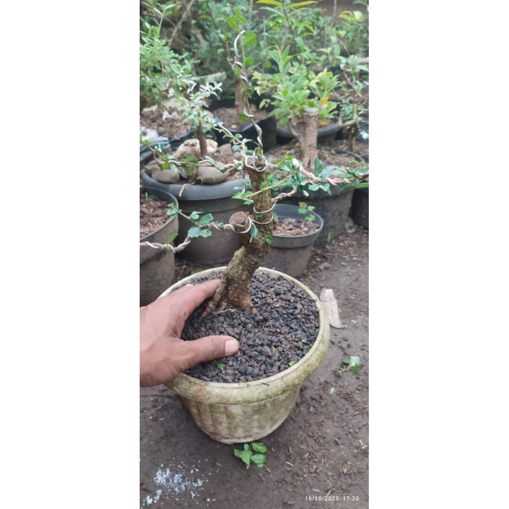 bonsai hokiantea buah/mikro bahan prospek