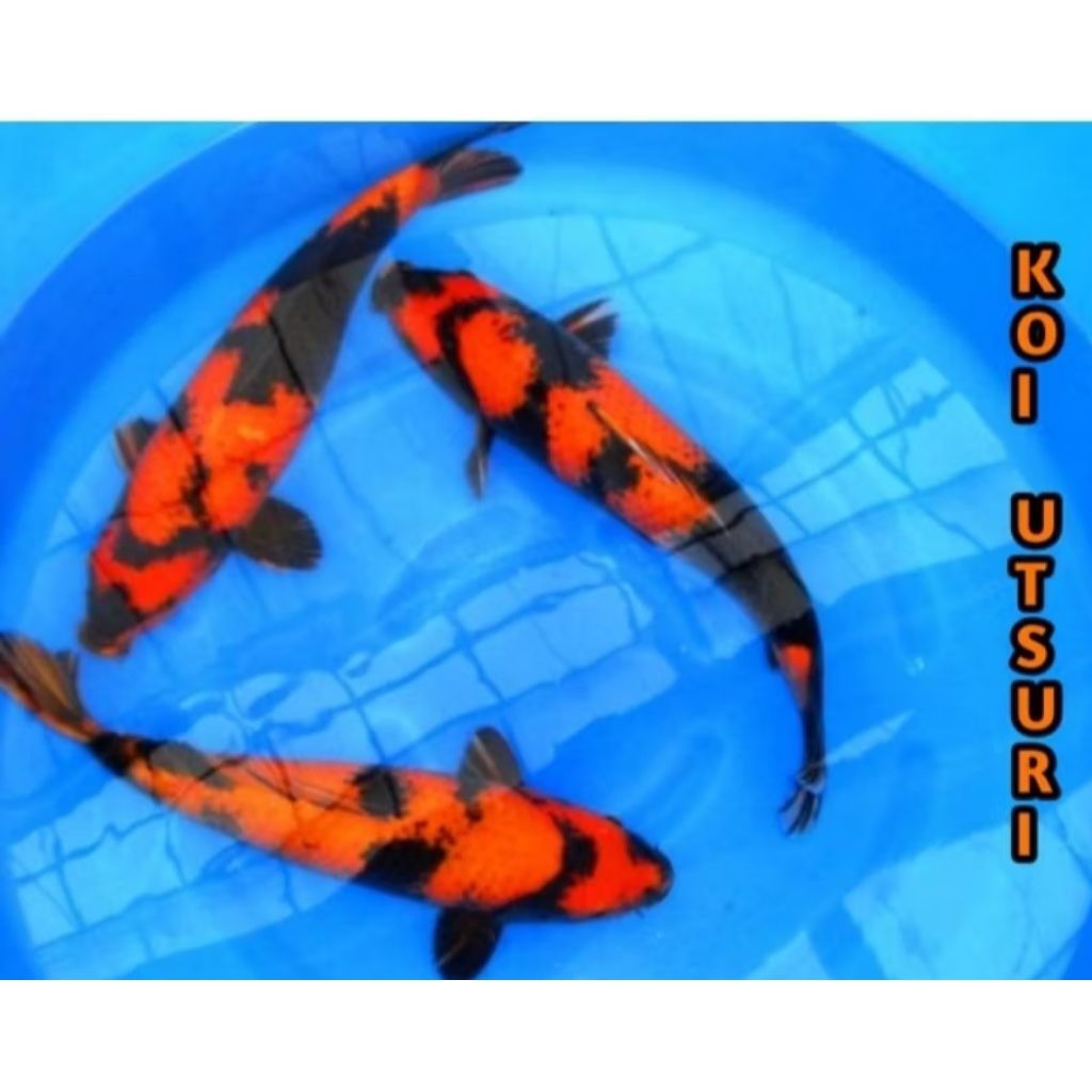 merah hitam koi UTSURi Naruto 10 ekor cuman 70rb dekorasi Akuarium semoga selamat sampai tujuan
