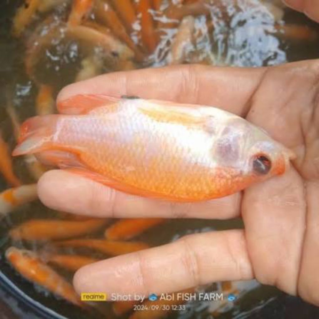Bibit ikan nila merah ukuran 2 jari