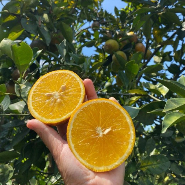 Jeruk Manis Baby java (Berat 1KG)