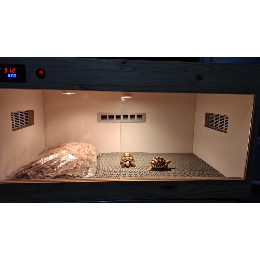 PAKET KANDANG TERARIUM 80x40x40 DAN 2 EKOR SULCATA 7CM