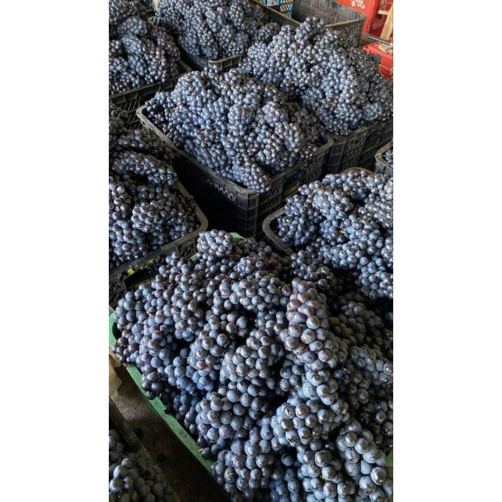 buah anggur  premium bali 1kg