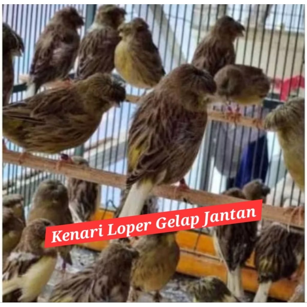kenari loper gelap bahan  jantan