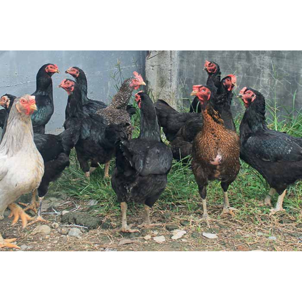 TELUR TETAS AYAM KAMPUNG UNGGUL TERSELEKSI UNTUK DITETASKAN