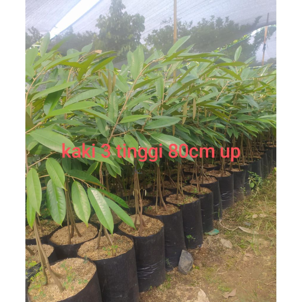 bibit durian duri hitam