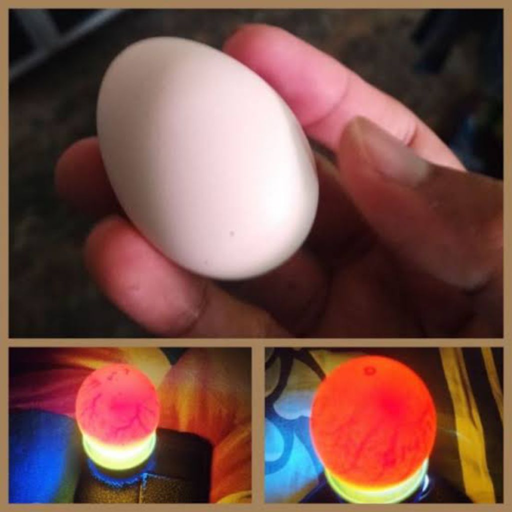 Telur Ayam Fertil Joper Untuk Ditetaskan