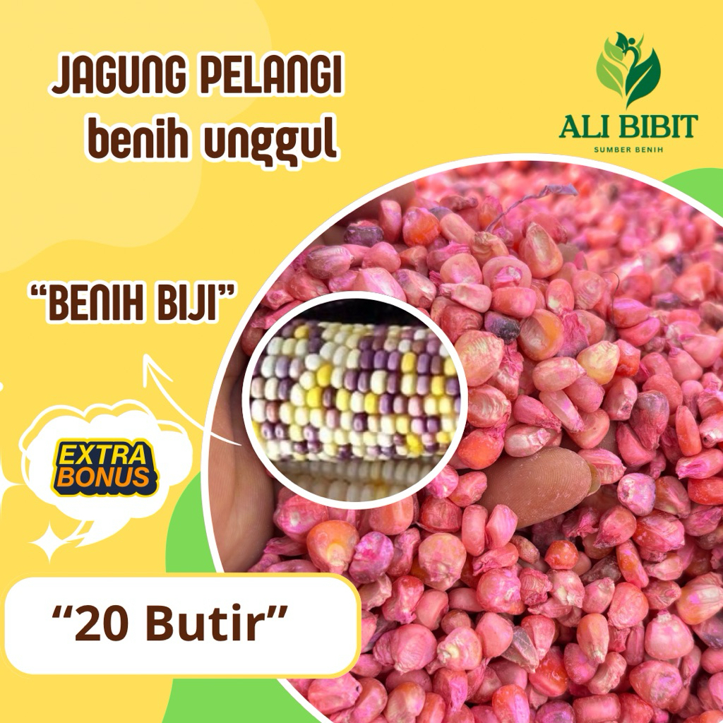 20 Butir > Biji Bibit Jagung Pelangi > Benih Jagung Pelangi 4 Warna > Bonus Benih