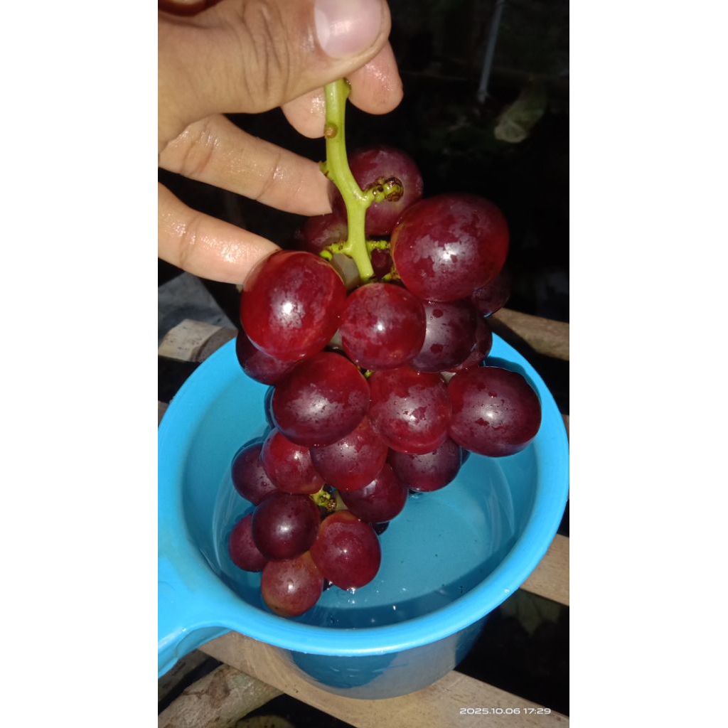 bibit anggur import jamin manis pake rootstock import