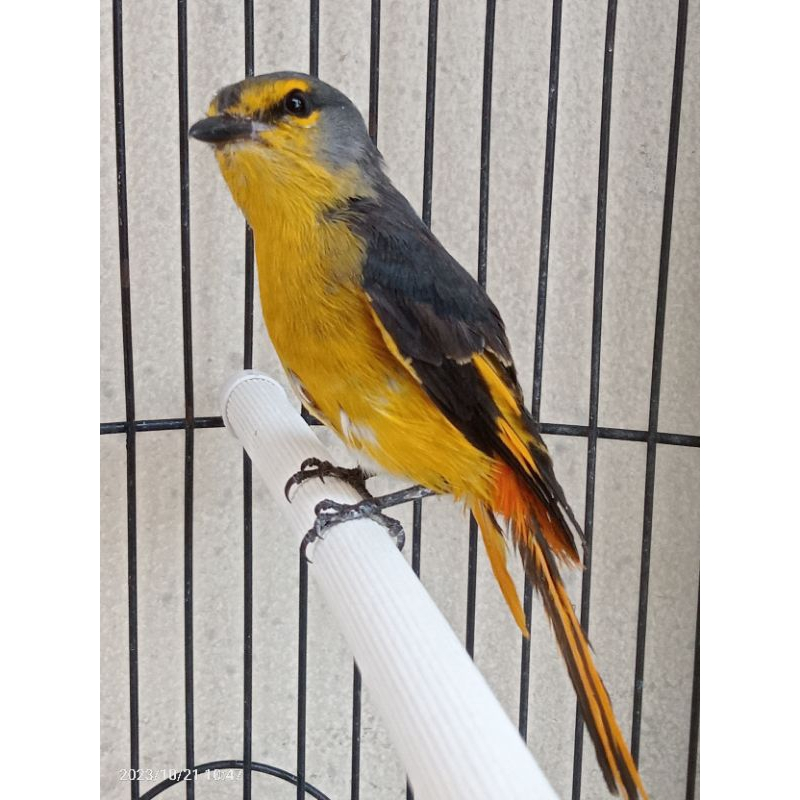 Burung Mantenan Gunung Himalaya istimewa Mantenan Besar Kuning Pilihan Cocok Untuk Aviary