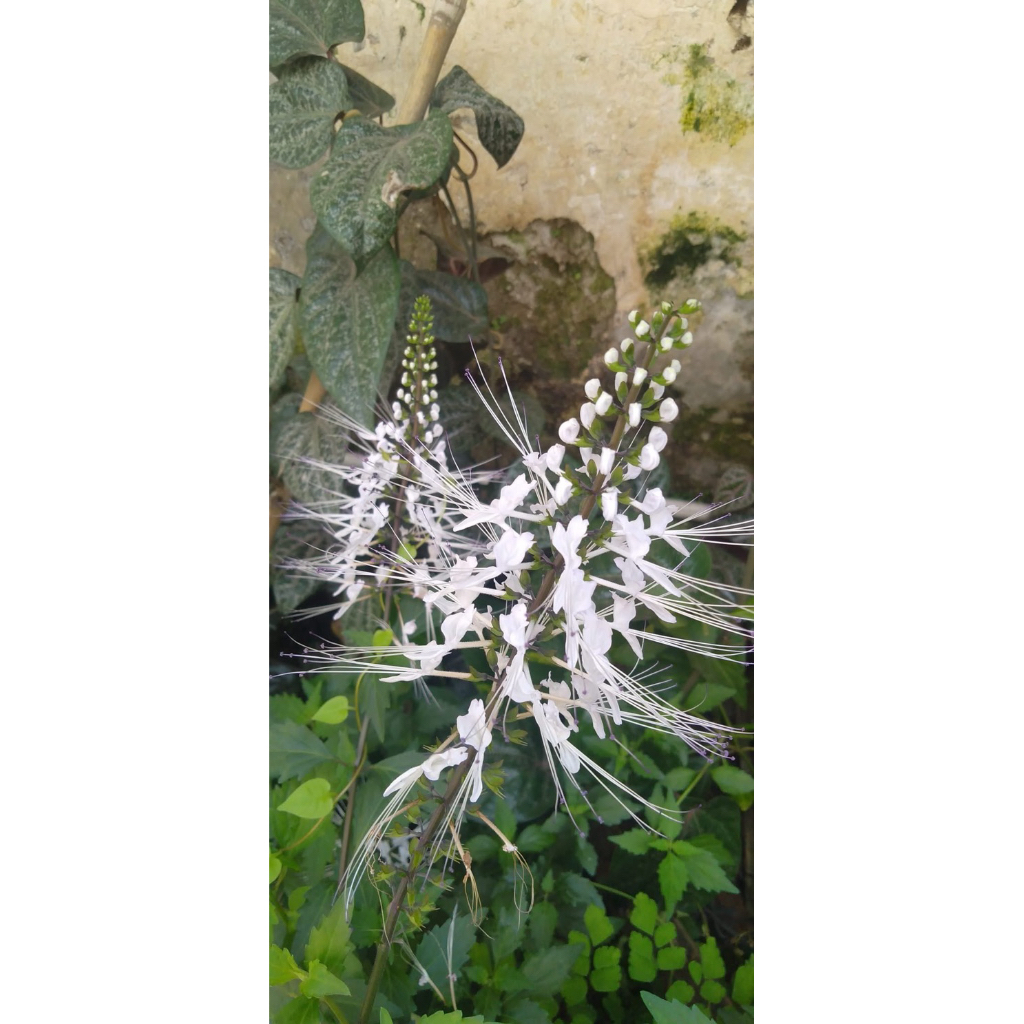 Tanaman herbal kumis kucing/ Tanaman kumis kucing/ Tanaman herbal