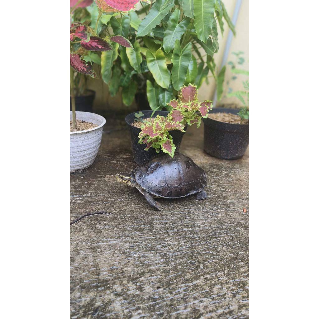 Kura Ambon Super Jumbo Size 20-25 Cm Siap Bertelur