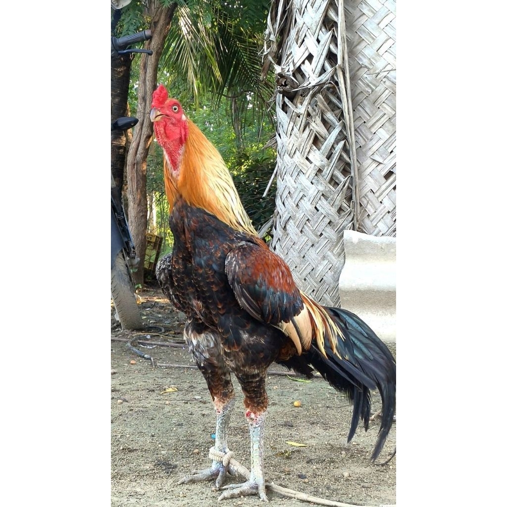telur ayam saigon petarung jawara pilihan
