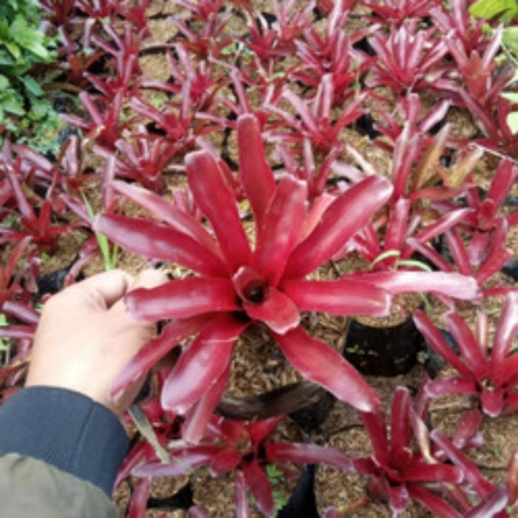 Tanaman Bromelia Neon Red - Bromelia Merah - Bromelia Fireball - Lampion - Bromelia Koin - Bromolia 