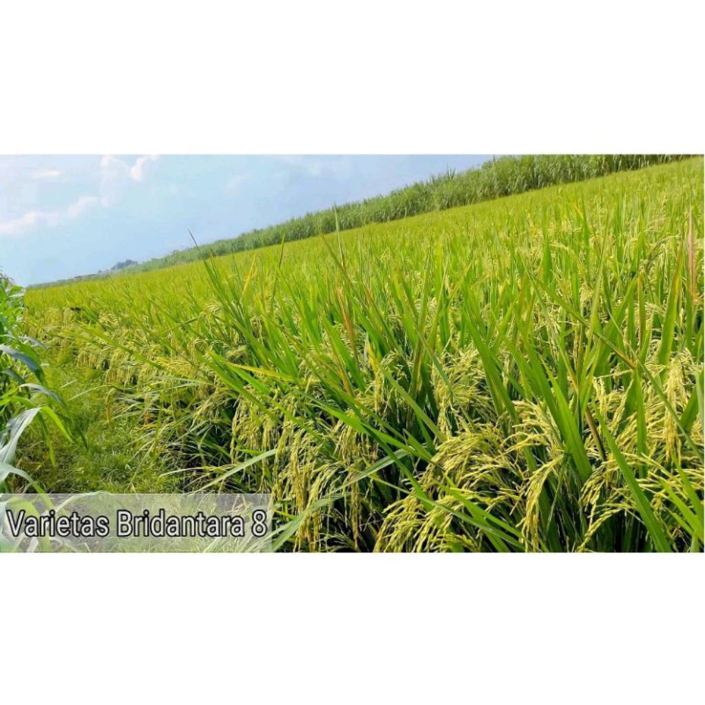 Padi Hibrida Bridantara 8 KEMASAN 1KG