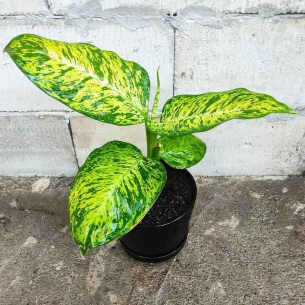 PROMO Tanaman hias Balanceng anggun ayu per 5 Pohon - blanceng anggunayu