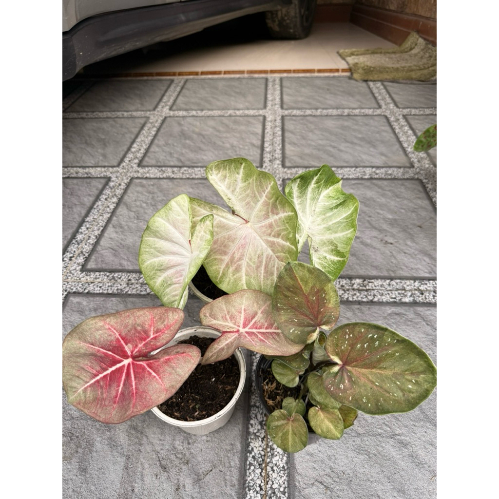 Caladium Thai series